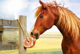 Animal Lick Salt